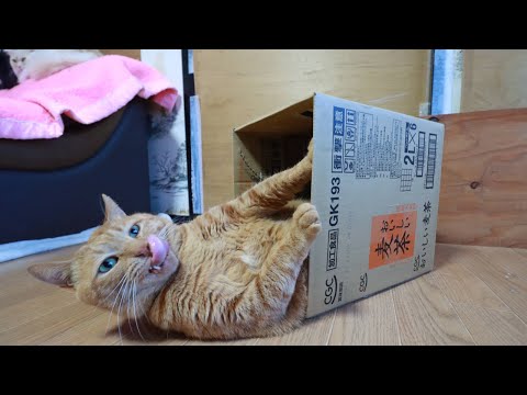 猫の動画サムネイル - おいしい麦茶　box and cat　250503