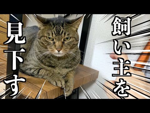 飼い主より自分の方が立場が上だと思っている凶暴猫がこちら...