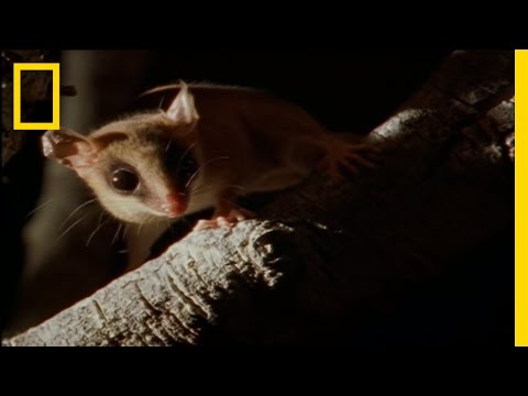 Bats by Night | Wild Detectives - UCpVm7bg6pXKo1Pr6k5kxG9A