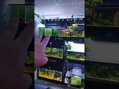 Did some rearranging #fishfam #fishkeepinghobby #f 