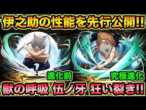 鬼滅の刃！嘴平伊之助の性能詳細！進化前と究極進化で相性抜群！W吸収無効武器も！【スー☆パズドラ 】