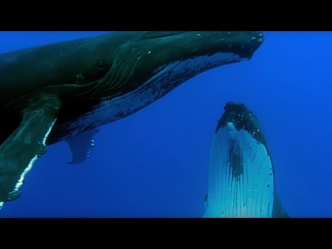 Two Beautiful Humpback Whales Dance - Animal Attraction - BBC - UCwmZiChSryoWQCZMIQezgTg