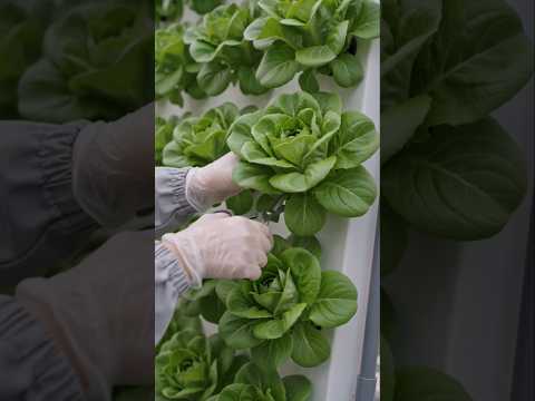 Vertical farming and harvesting in Green house