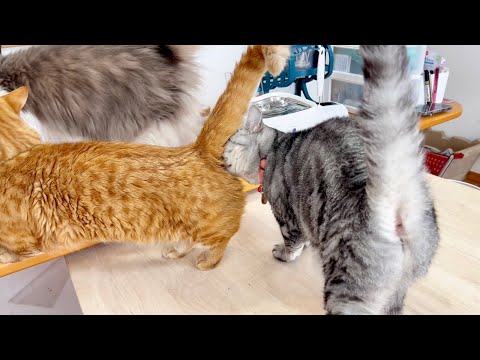 猫の動画サムネイル - 最近、平和なことが増えてきたねこもふ家のごはんタイム。