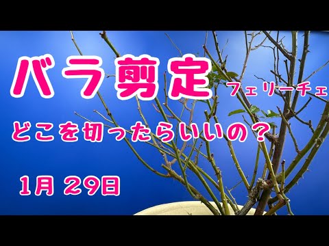 #バラ #剪定 どこ切ったらいいの？　#ローズなかしま　#フェリーチェ　2025年1月29日