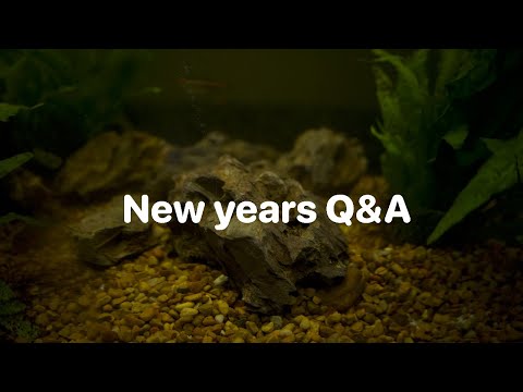 New Years Q&A ft. Brianne'sFishFam & Fish keeping  Brianne's channel https_//youtube.com/c/BriannesFishFam

matt's channel https_//youtube.com/channel/
