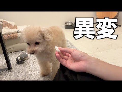 【原因不明】突然なにも食べなくなりました。