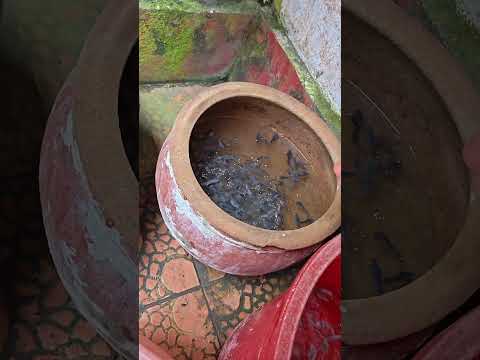 Dari pada ember di rumah nganggur, buat pelihara lele aja, #shorts