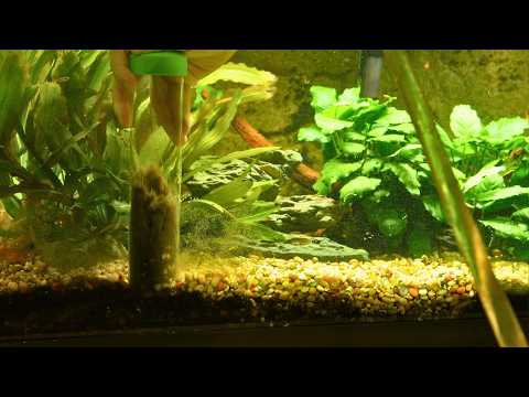 How to Properly Gravel Vacuum a Planted Tank