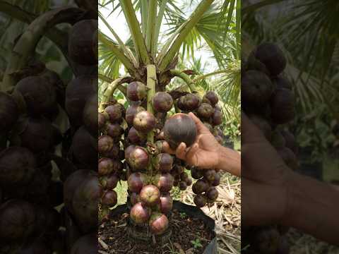 Ice Apple Fruit 🌴 | How Ice <strong>Apples</strong> Grow on Palm Trees #Shorts #agriculture #farming