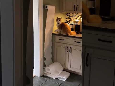 Orange Cats Be Like: “Watch This…” 🤦‍♂️