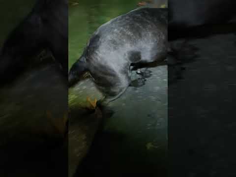 Why Cane Corso blocks owner with his butt