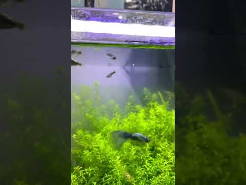 Guppy