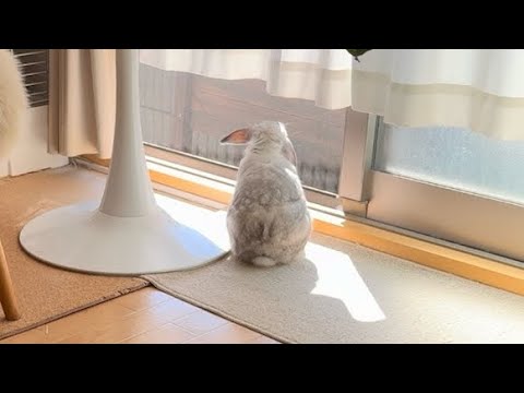うさぎさん、日向ぼっこに慣れてくる(笑)【ホーランドロップ】