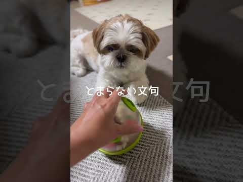 【シーズー】はやくよこせー💢文句がとまらなくなるワンコw w w【犬Vlog】 #福来ちゃんねる #癒し #shihtzu #犬のいる生活