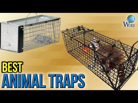 8 Best Animal Traps 2017 - UCXAHpX2xDhmjqtA-ANgsGmw