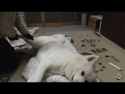 【秋田犬ゆうき】お散歩の嬉しダッシュで足をくじいてしまったので飼い主にマッサージをして貰う【akita dog】