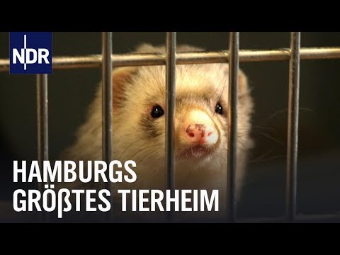 Süderstraße: Volle Hütte in Hamburgs größtem Tierheim | Die Nordreportage | NDR Doku
