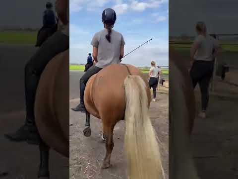 #horse #horses #pony#buitenrit# buitenrijden