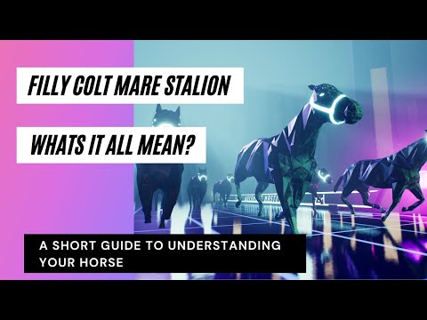 How to know what your horse is. A quick guide to understand your ZED RUN horse