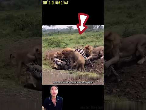 ngựa vằn xui xẻo bị 4 con sư tử quật ngã.