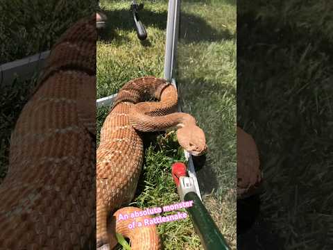 Look at the head on this Rattlesnake 😮 #big #wildlife #fypシ #video #youtube
