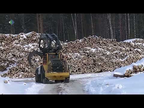 Коснутся ли санкции лесной промышленности Коми?