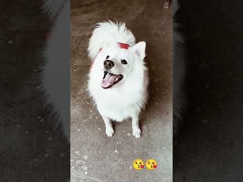Aliza 🥰😘cute doggies🐶😍 loves pet ☺😘!! #shorts #ytshorts #viralshorts #dog #animals #trending
