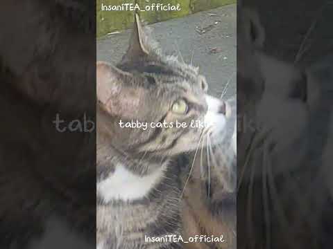 Theodore moments #cats #catshorts #funnycats #funnycatvideos #sillycat #doofus #tabbycat #british
