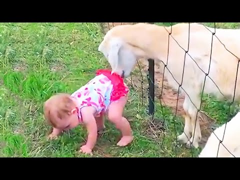 Kids and Babies Feeding Animals in ZOO - Cute Babies Meeting Animals for the first time