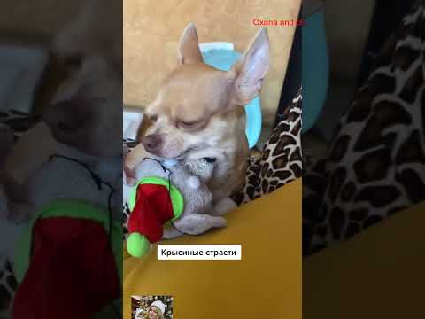 hahaha  #собака #chiuahua #funnyanimal #собака #pets #chichichihuahau #cute #chihua #yourcat