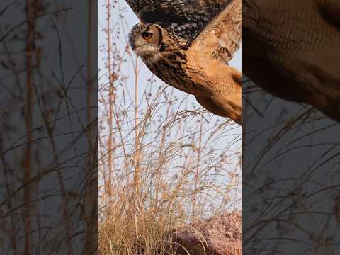 I missed what could have been my best photo!