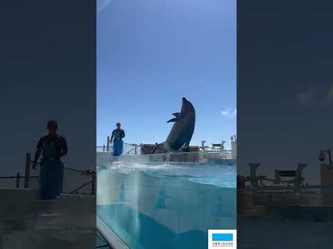 猫の動画サムネイル - 2025年Summer Show!!!!!!
