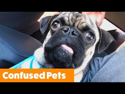 Confused Pets | Funny Pet Videos - UCYK1TyKyMxyDQU8c6zF8ltg