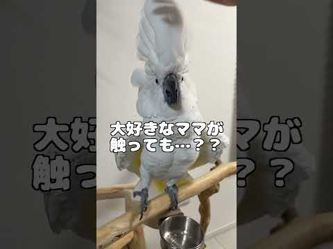 膨らんでいるときのオウムのNGな触り方 #shorts