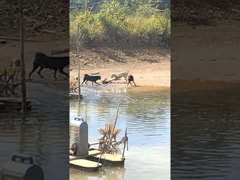 1 vs 4 tetap tak tergoyahkan #budidayaudangvaname #udangvaname #benurudang #kolamudang