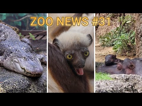 September 2025: Sifaka-Nachwuchs in Köln und Eröffnung des Leipziger Terrariums | Zoo News #31