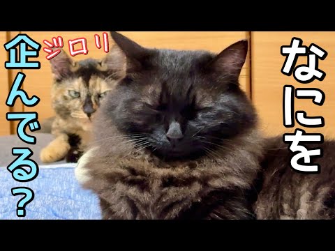 我が家の黒猫、絶対なにか企んでる…!考えが深すぎて困惑する主と猫の日常