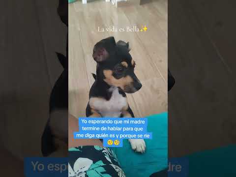 Modo chisme activado🧐🙄#memesviral #chisme #curiosidades #perros #reirse #madres #memesviral #pets