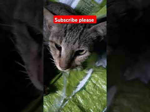 #cat funny video # masti partner # cat love# cat love her pillu# trending short # trendy video #