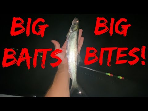 Big live baits HUGE fish on the beach & new PB! video thumbnail
