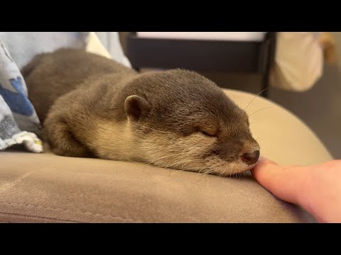 椅子に座ってたら一緒にカワウソが入ってきて座りにくかった When I sat down, the otter sat down too, making it hard to sit.
