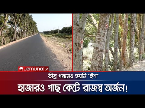 সর্বত্র গাছ লাগানোর আকুতি; অথচ কুষ্টিয়ায় কাটা পড়ছে দেড় হাজার | Kushtia Tree Cutting | Jamuna TV