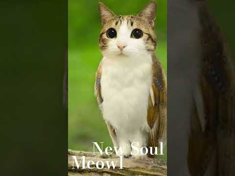Meowl the adorable cat owl,New Soul #shorts #meowl