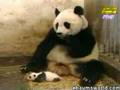 cute panda gets scared