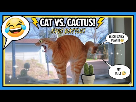 I Dare You Not To Laugh at These Comedian Animals🤣 Funniest Animal Videos