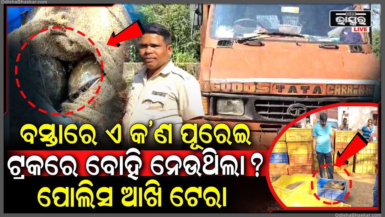 ଆନ୍ଧ୍ରପ୍ରଦେଶ ରୁ ପଶ୍ଚିମବଙ୍ଗ ହେଉଥିଲା କଇଁଛ ଚୋରାଚାଲଣ । ଅଧା ରାସ୍ତାରେ ମାଡ଼ିବସିଲା ପୋଲିସ