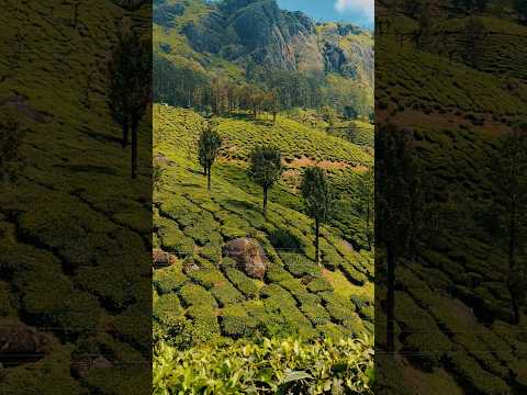 Munnar: The Travel Destination You Didn't Know About