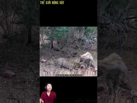 con báo lén lút ăn thức ăn thừa sau lưng linh cẩu.