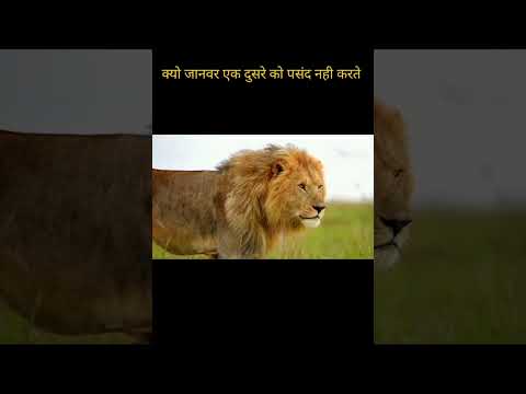 जानवर एक दुसरे को पसंद क्यो नही करते 😱 Janwar Kyo Ek Dusre Ko Pasand Nhi Krte 🦣#animals #shorts